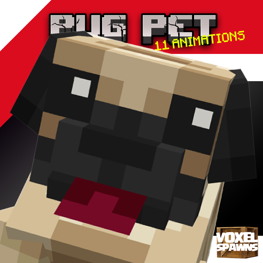 A Pug (Dog) Pet, stares into your soul - but in a cute way